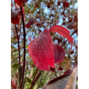 Nahaufnahme eines Roten Hartriegel Strauchs mit leuchtend roten Blättern im Herbst.
