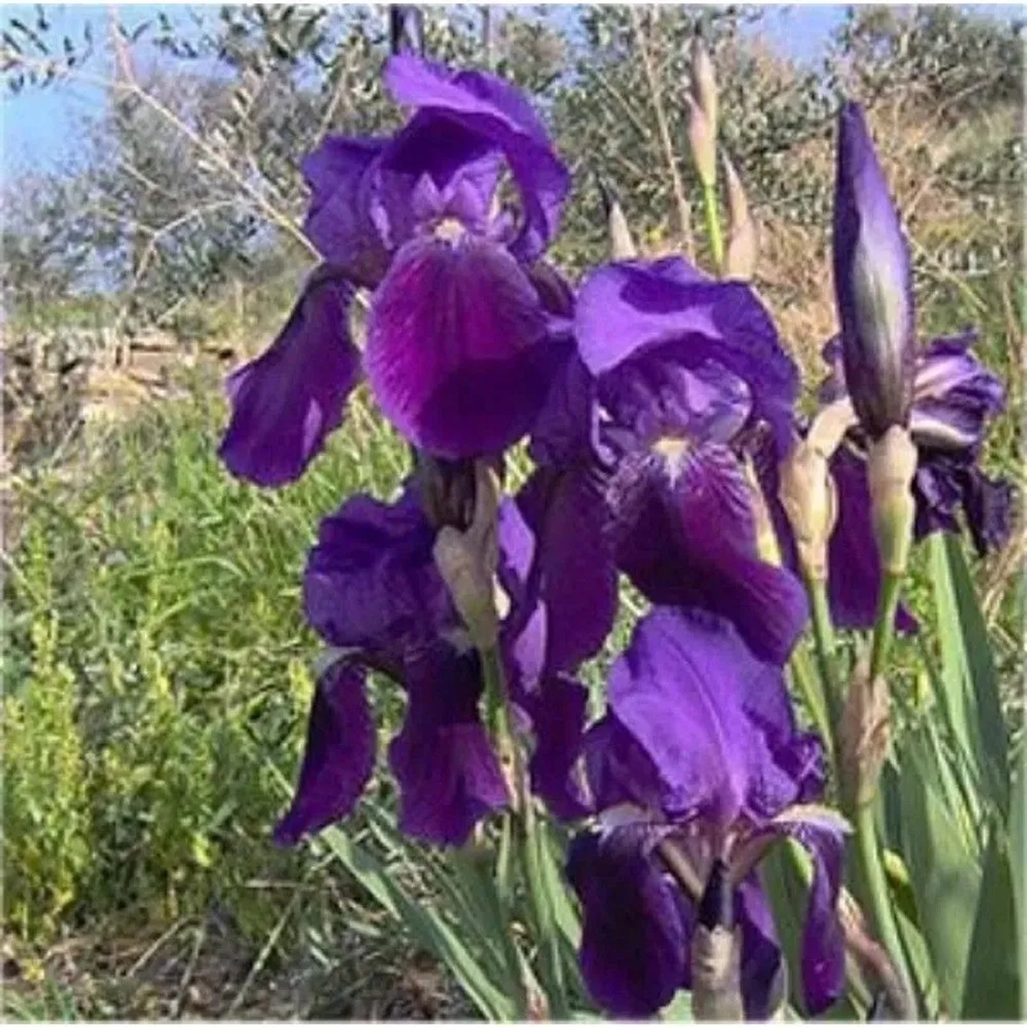 Borsten Iris - Iris setosa