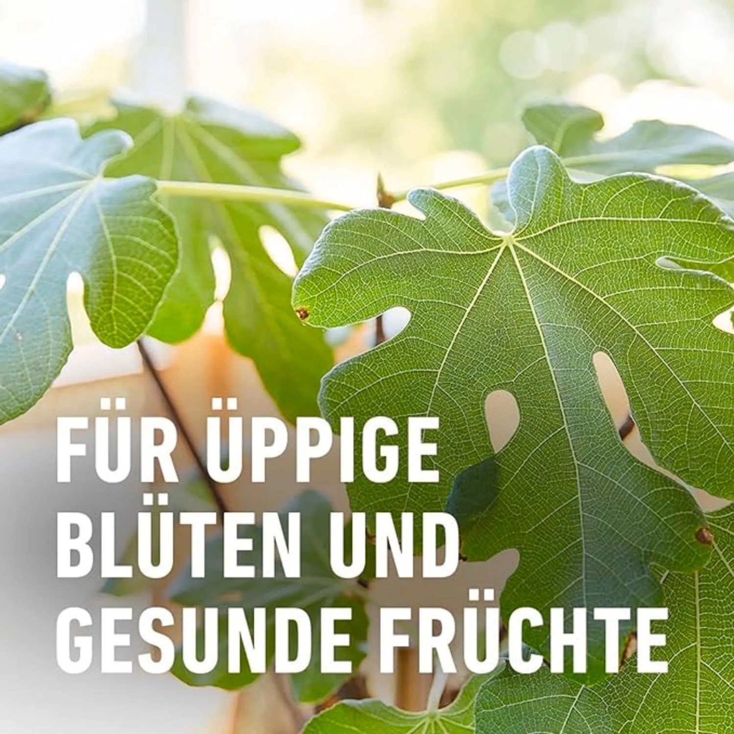 Compo Dünger für Oleander Langzeit 1,5 kg kaufen bei OBI