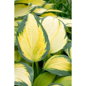 Gelb-grüne Hosta 'Orange Marmalade' (Funkie) im 9x9 cm Topf. Schattenstaude mit auffälligen Blättern.