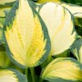 Gelb-grüne Hosta 'Orange Marmalade' (Funkie) im 9x9 cm Topf. Schattenstaude mit auffälligen Blättern.