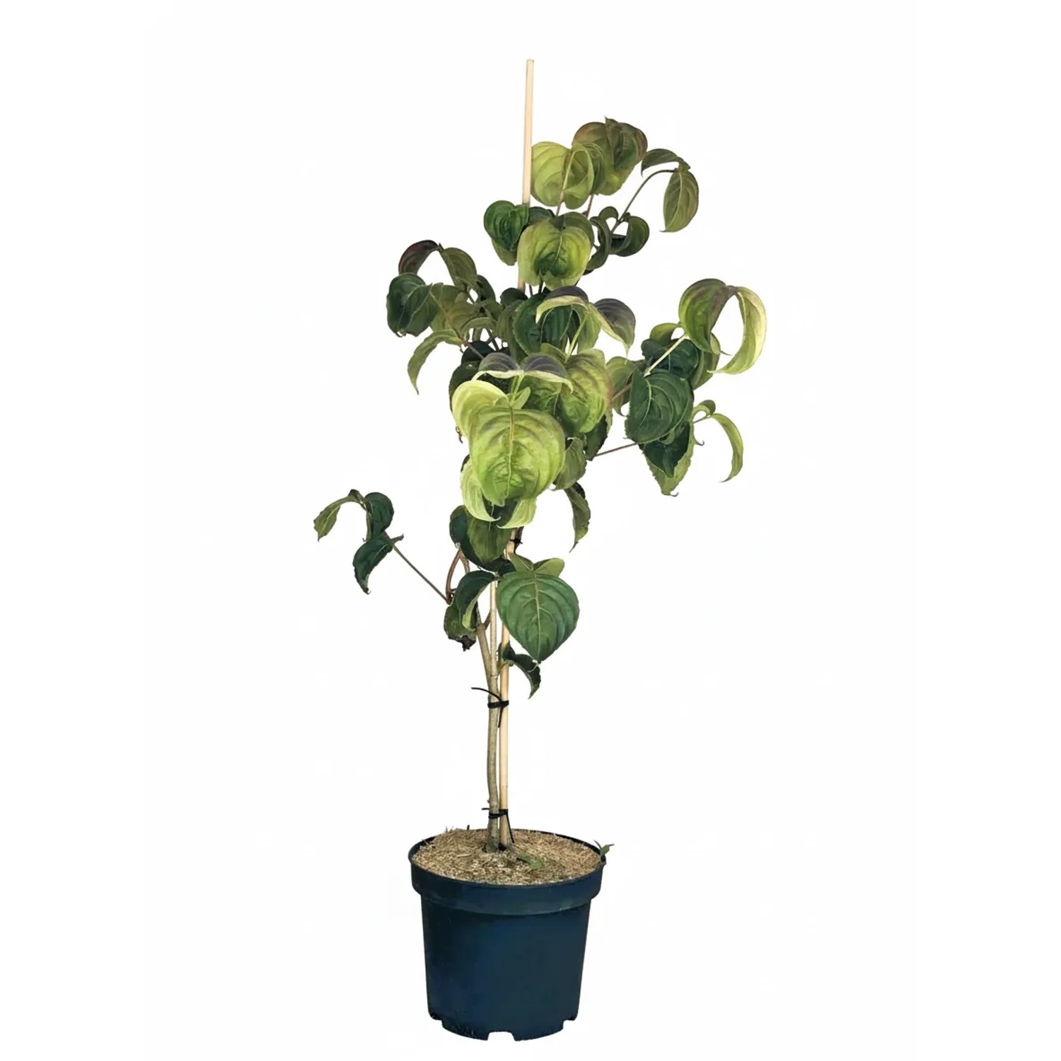 Baumfink Japanischer Blumen Hartriegel Rosy Teacups als Topfpflanze 60-80cm