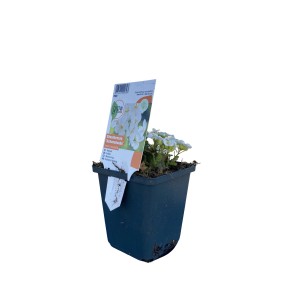 Kaukasische Gänsekresse Schneehaube im Topf, weiße Blüten. Bodendecker für Garten & Beet.