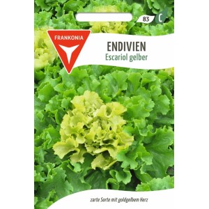 FRANKONIA Endivie Escariol Gelb