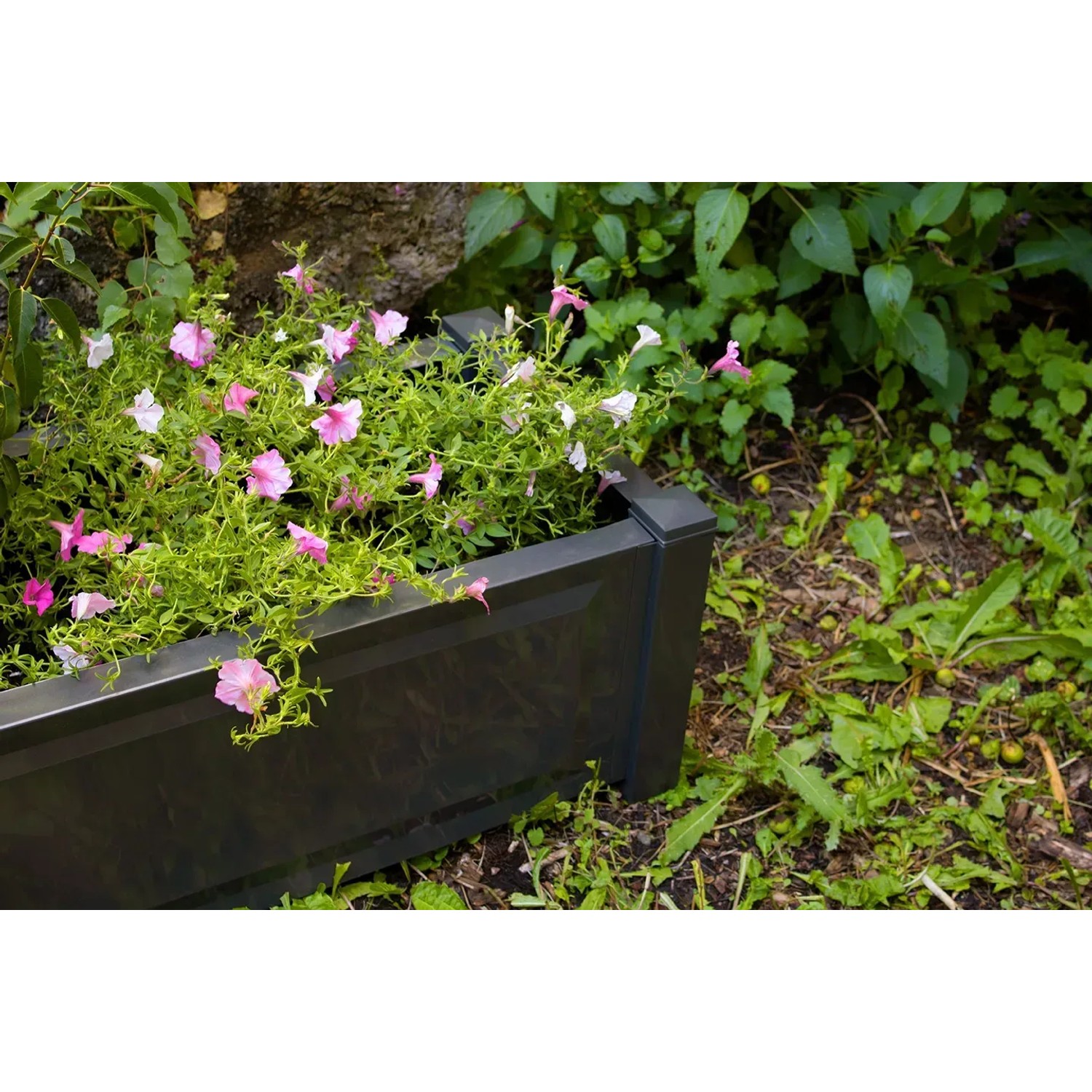 Rechteckiger, anthrazitfarbener KHW Pflanzkasten mit rosa Blüten im Garten.