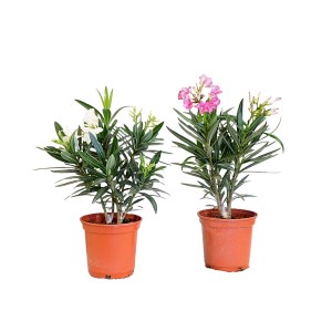 Oleander Rosa-Weiß im Topf, ca. 40cm hoch. Blühende Kübelpflanze mit rosa und weißen Blüten.
