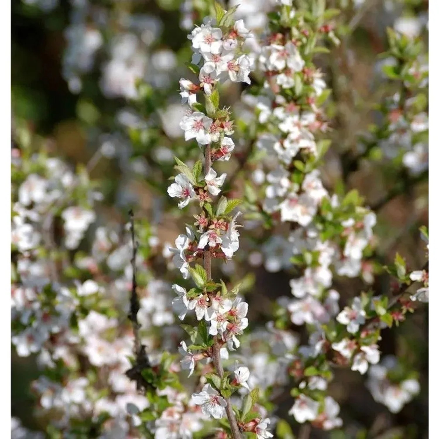 Zier Filzkirsche 60-80cm - Prunus tomemtosa