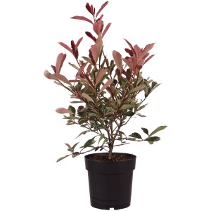 Glanzmispel Pink Marble im Topf, ca. 50cm hoch, mit rosa-weiß panaschierten Blättern und rotem Austrieb.