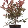 Glanzmispel Pink Marble im Topf, ca. 50cm hoch, mit rosa-weiß panaschierten Blättern und rotem Austrieb.