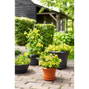 Verschiedene Florus Pflanztöpfe Fiore Alessia in Anthrazit und Terrakotta mit gelben Blumen im Garten.