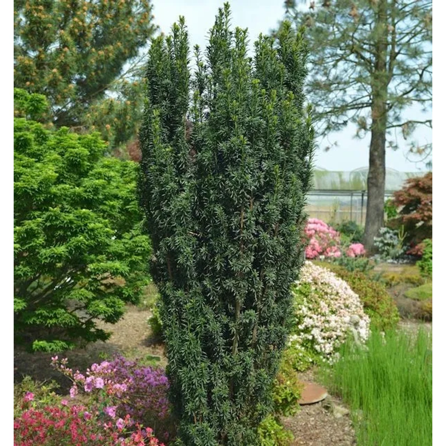 Dunkelgrüne Säuleneibe Pirat 25-30cm - Taxus baccata