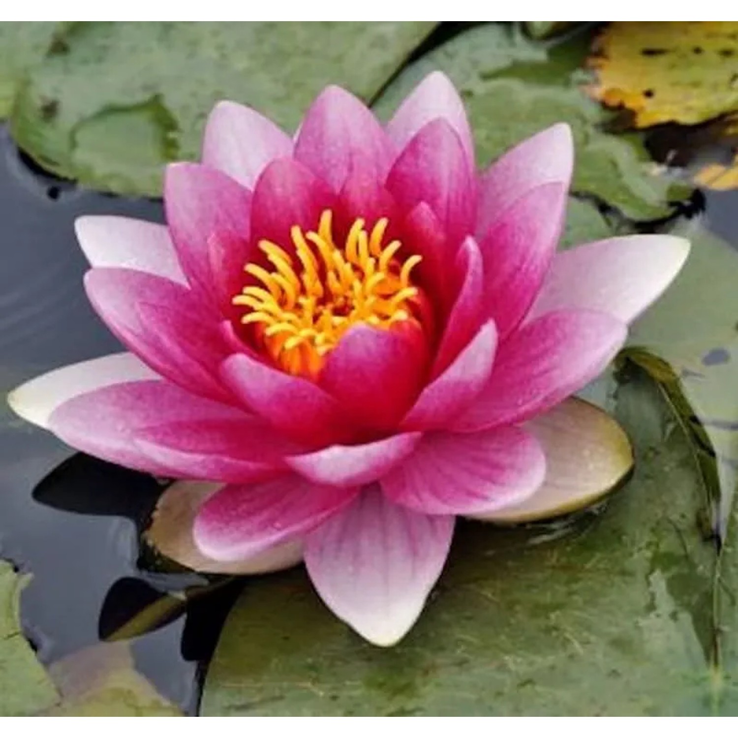 Seerose Escarboucle - Nymphaea