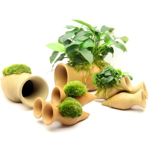 Aquariumpflanze: Garnelen Amphore mit Anubias Barteri Bonsai für Aquarien.