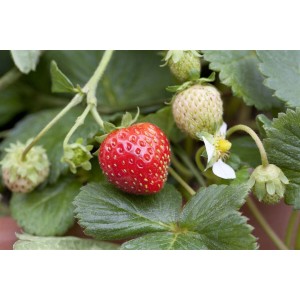 Nahaufnahme einer roten Erdbeere 'Mieze Schindler' mit grünen Blättern und unreifen Früchten.