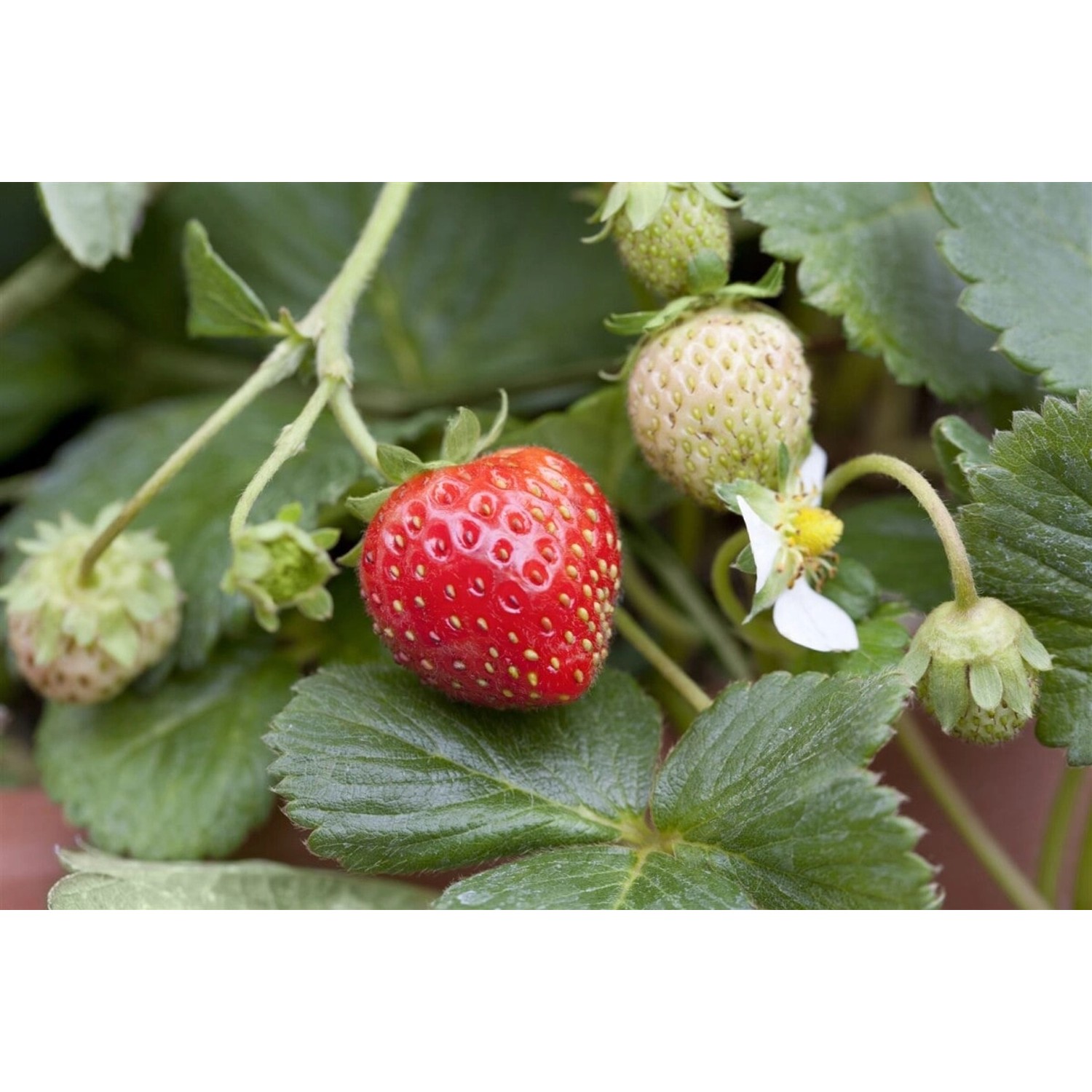 Fragaria X Ananassa Mieze Schindler Erdbeere Ca. 9X9 Cm Topf günstig online kaufen