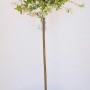 Harlekin-Weide (Salix Hakuro Nishiki) Stämmchen im Topf, Gesamthöhe 170-180cm.