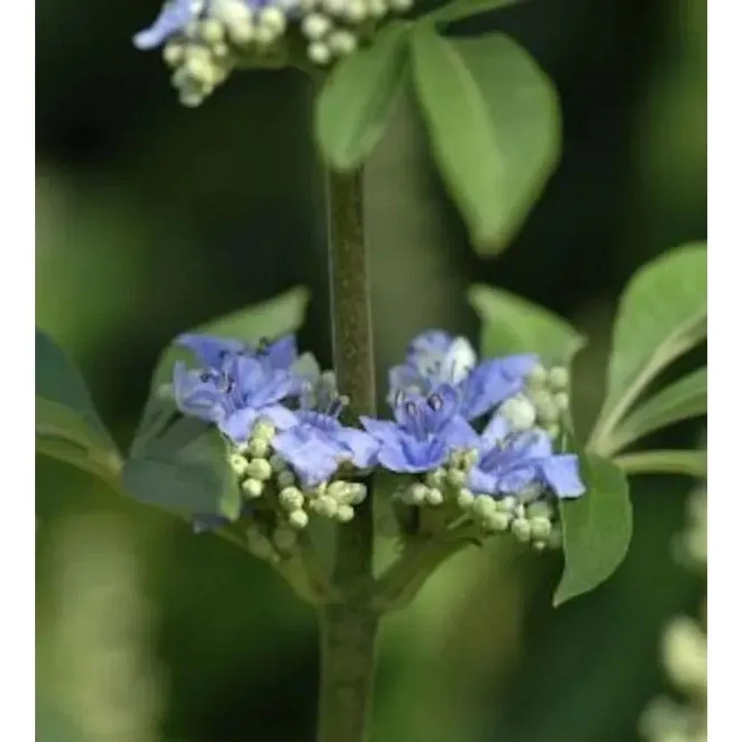 Mönchspfeffer Delta Blues 40-60cm - Vitex agnus castus