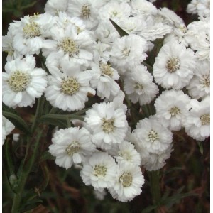 Nahaufnahme der weißen Blütenstände einer Sumpfschafgarbe (Achillea ptarmica).