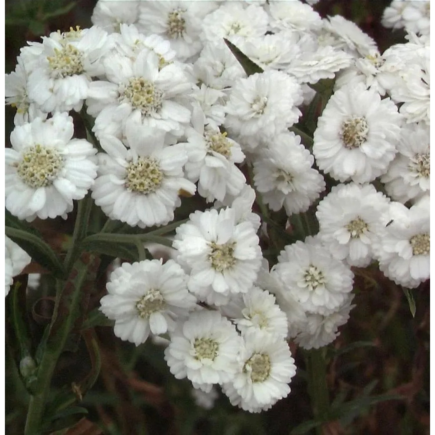 Sumpfschafgarbe - Achillea ptarmica