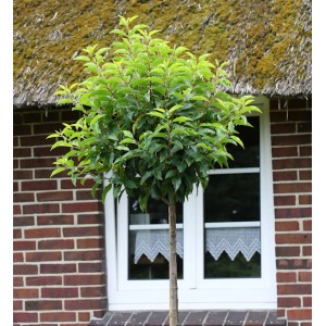 Hochstamm Portugiesische Lorbeerkirsche (Prunus lusitanica) mit grünen Blättern vor Hauswand.