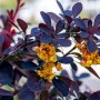 Baumfink Rote Heckenberberitze mit purpurroten Blättern und gelben Blüten.