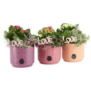 Zimmerpflanzen-Arrangement mit Flammendem Käthchen Topf-Ø ca.10,5 cm