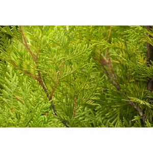 Nahaufnahme der goldgelben Nadeln einer Thuja 'Yellow Ribbon' Heckenpflanze.