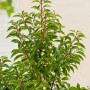 Portugiesischer Kirschlorbeer Angustifolia im Topf, grüne Blätter und rote Stiele.