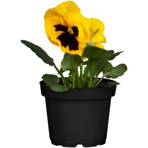 Gelbes Stiefmütterchen (Viola wittrockiana) im Topf, ideal für die Frühjahrsbepflanzung.