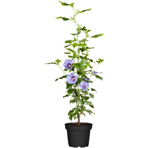 Blauer OBI Roseneibisch (Hibiskus) im Topf, ca. 30-40 cm hoch, ideal für Balkon und Terrasse.