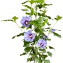 Blauer OBI Roseneibisch (Hibiskus) im Topf, ca. 30-40 cm hoch, ideal für Balkon und Terrasse.