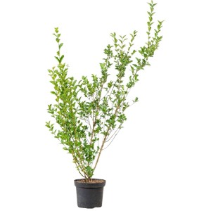 Ovalblättriger Liguster Set à 30 Stück Höhe ca. 125-150 cm Ligustrum ovalifolium