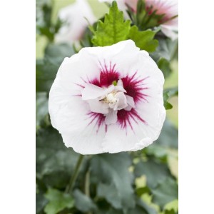 Nahaufnahme einer weißen Hibiskusblüte 'Lady Stanley' mit rotem Zentrum.