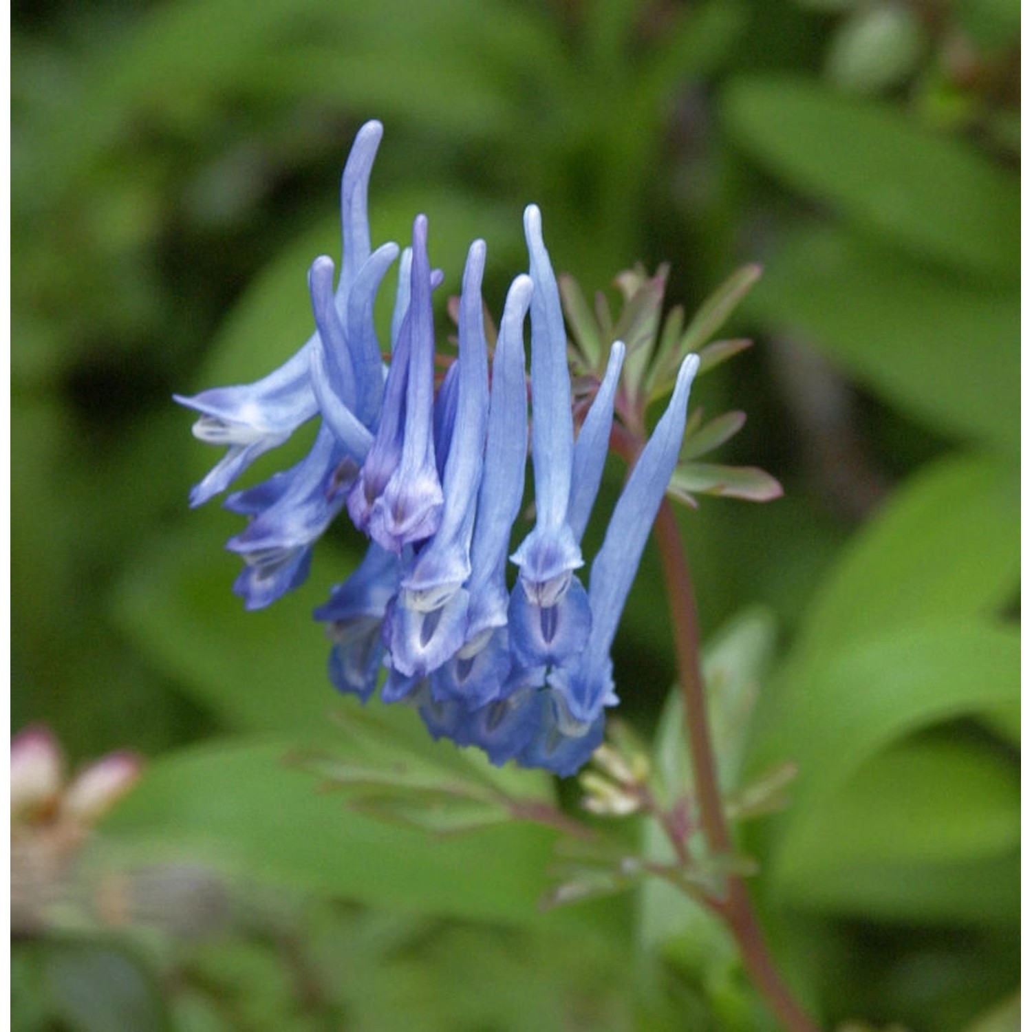 Blauer Lerchensporn China Blue - Corydalis flexuosa günstig online kaufen