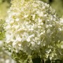 Nahaufnahme der weißen Blüten der Rispenhortensie Magical Mont Blanc, 100-125 cm hoch.