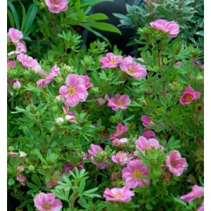 10er Set: Kleiner Spierstrauch 'Pink Queen' (Potentilla fruticosa) mit pinkfarbenen Blüten.