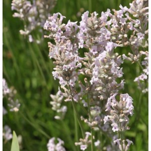 Nahaufnahme von rosa blühendem, echtem Lavendel (Lavandula angustifolia) der Sorte Loddon Pink.