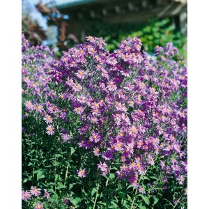 Üppige Glattblattaster 'Blauschleier' im Topf, Staude mit violetten Blüten und gelber Mitte.
