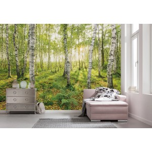 Komar Vlies Fototapete mit Birkenwald-Motiv, 400x250cm. Natur für Wohn- und Schlafzimmer.