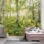 Komar Vlies Fototapete mit Birkenwald-Motiv, 400x250cm. Natur für Wohn- und Schlafzimmer.
