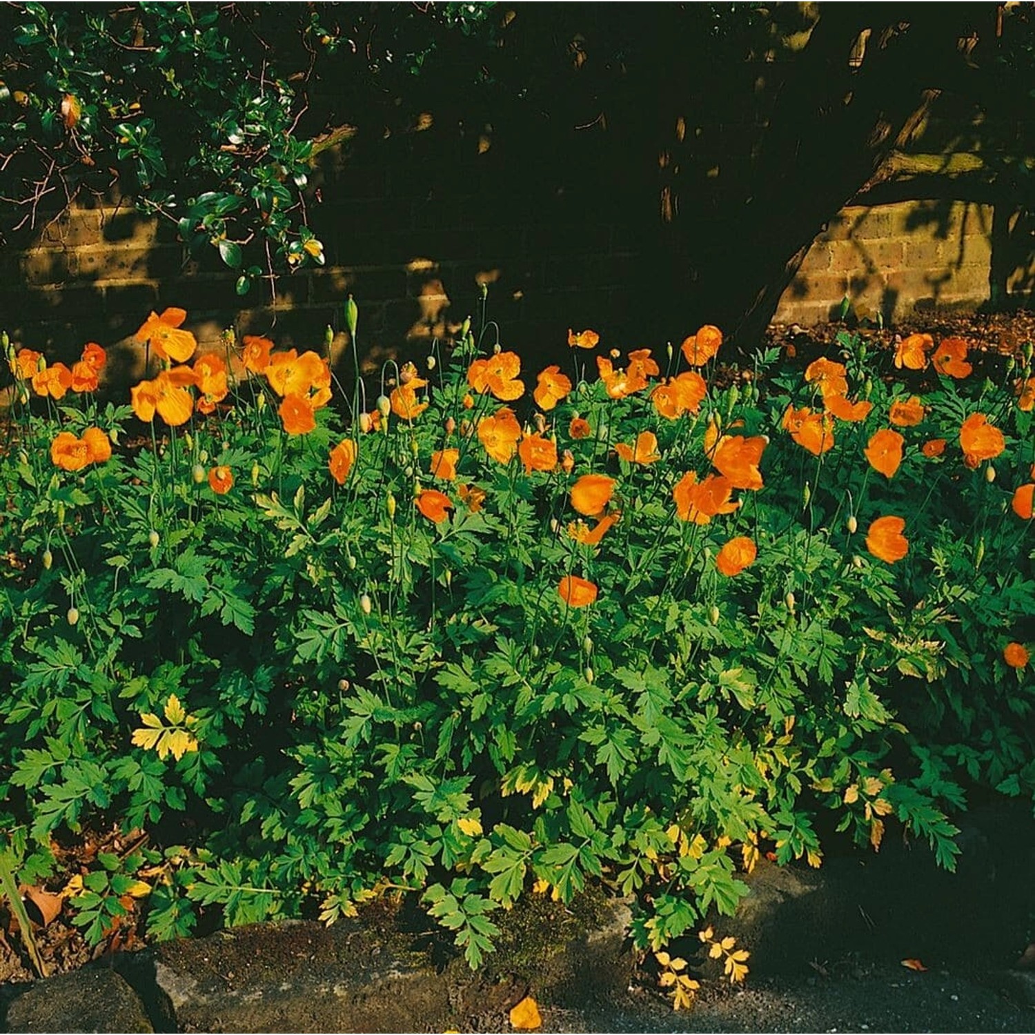 Meconopsis Cambrica Waldmohn Aurantiaca Ca 9x9 cm Topf günstig online kaufen