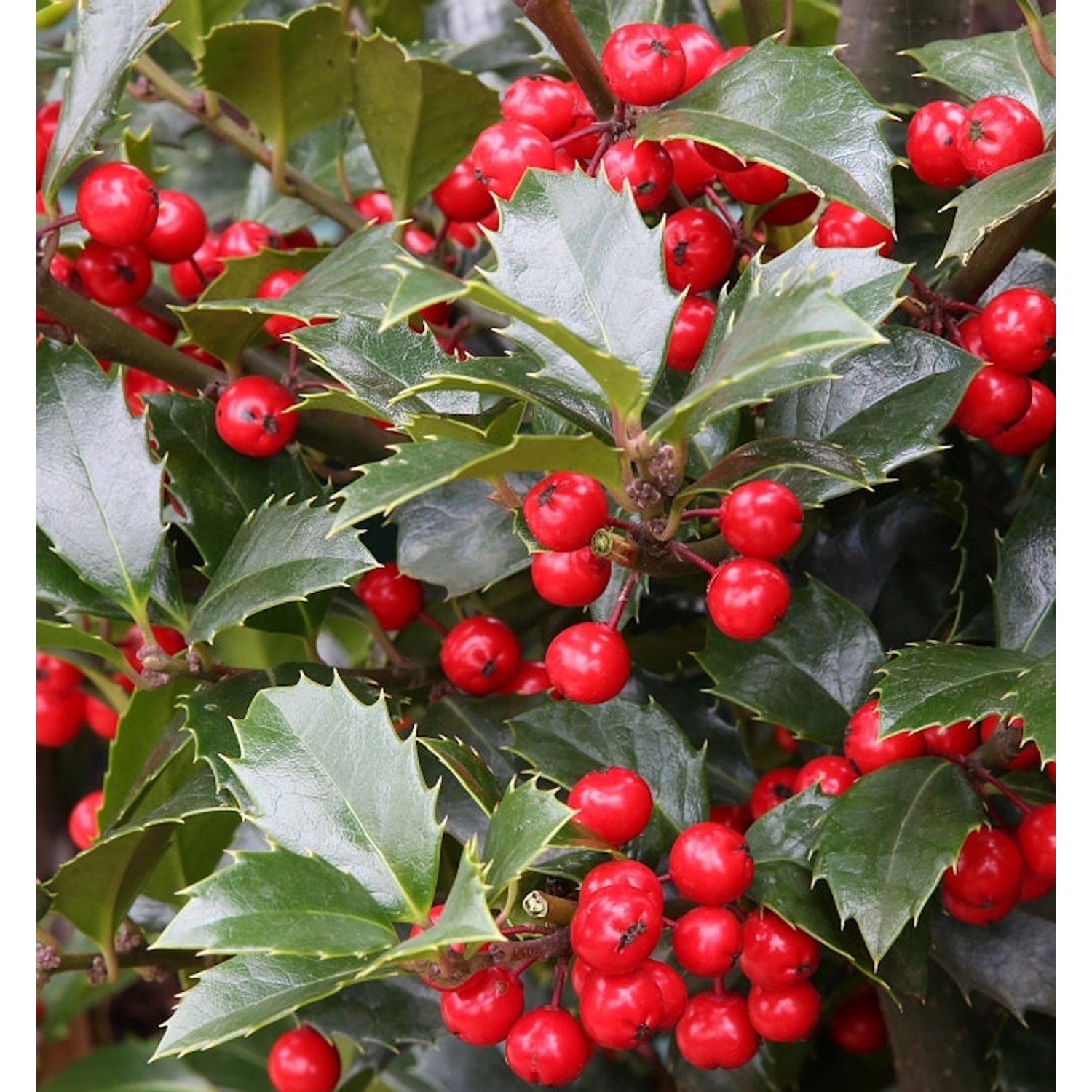 Stechpalme Ilex Heckenfee 40-60cm - Ilex meserveae günstig online kaufen