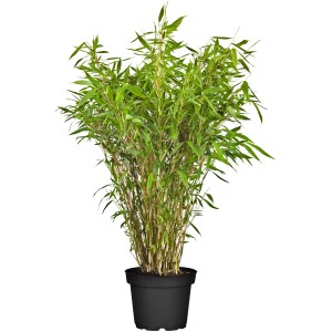 Gartenbambus Standing Stone im Topf, Höhe 60-80 cm, grüne Blätter und gelbe Halme.