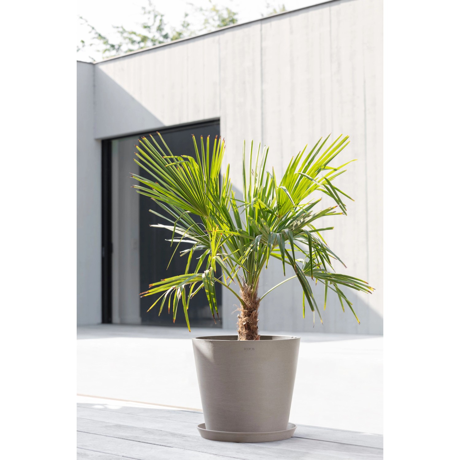 Ecopots Pflanztopf Amsterdam, braungrau, 40 cm, mit Palme, für Innen- und Außenbereich.
