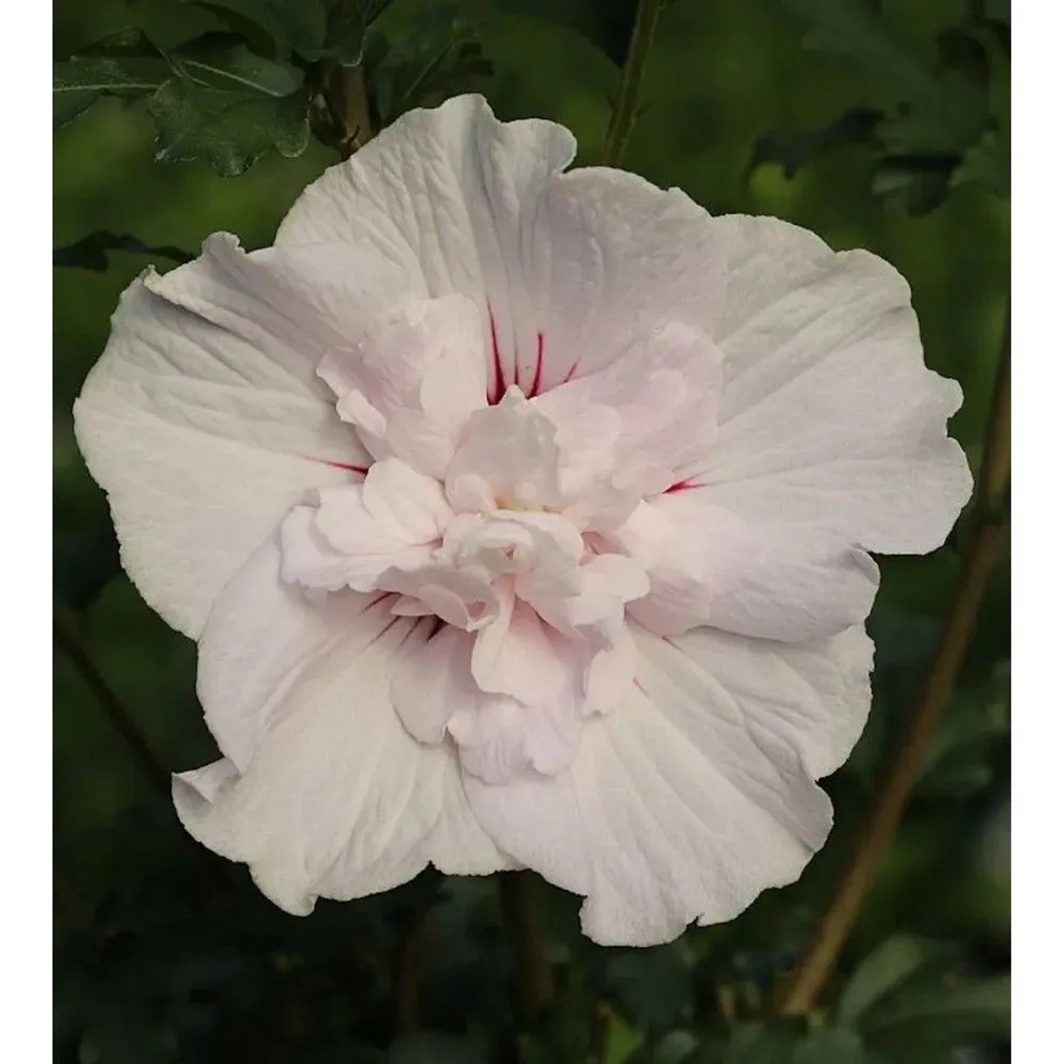 Garteneibisch French Cabaret Pastel 80-100cm - Hibiscus
