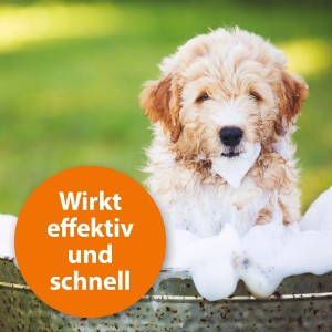 Goldendoodle Welpe im Zuber mit Schaum, beworben wird Ardap Anti-Floh-Shampoo für Hunde.