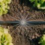 Gardena Tropfbewässerung im Gemüsebeet: Bewässerung mit Sprühdüse im Micro-Drip-System.