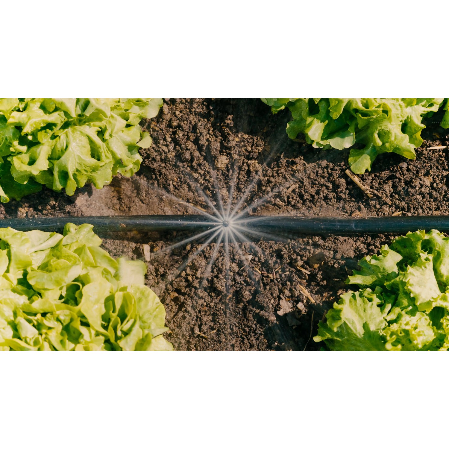 Gardena Tropfbewässerung im Gemüsebeet: Bewässerung mit Sprühdüse im Micro-Drip-System.