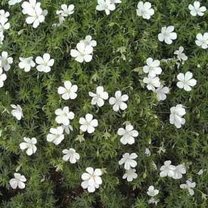 Nahaufnahme des blühenden Waldstorchschnabel Album mit weißen Blüten und grünen Blättern.