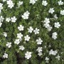 Nahaufnahme des blühenden Waldstorchschnabel Album mit weißen Blüten und grünen Blättern.